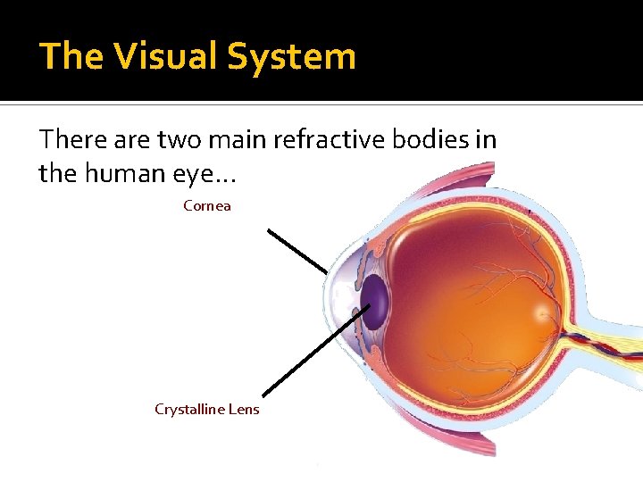 The Visual System There are two main refractive bodies in the human eye. .