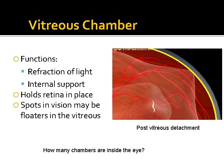 Vitreous Chamber Functions: Refraction of light Internal support Holds retina in place Spots in