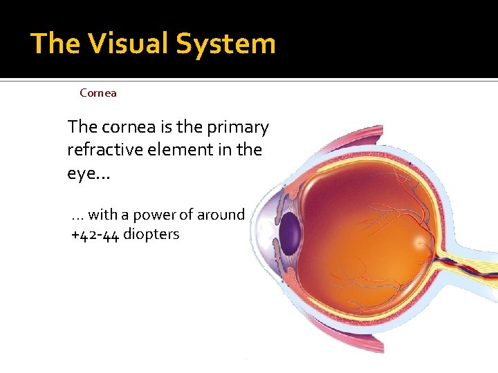 The Visual System Cornea The cornea is the primary refractive element in the eye.