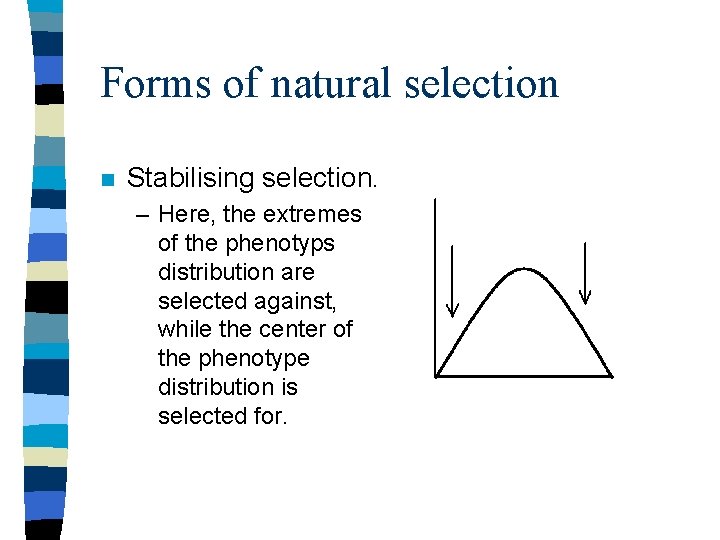 Forms of natural selection n Stabilising selection. – Here, the extremes of the phenotyps