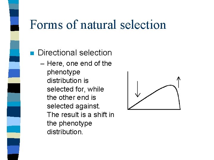 Forms of natural selection n Directional selection – Here, one end of the phenotype