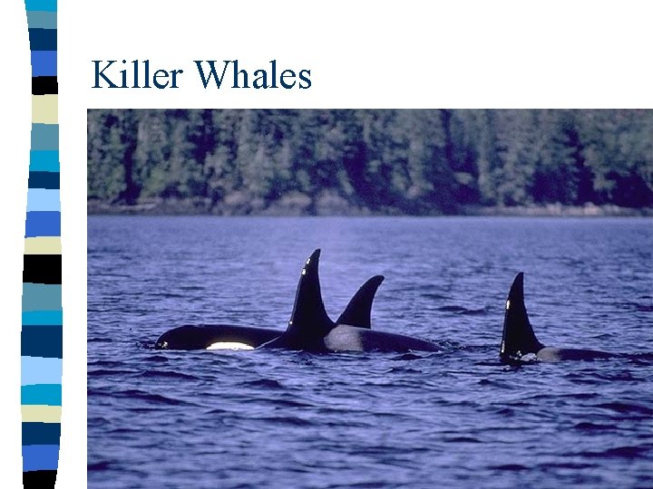 Killer Whales 