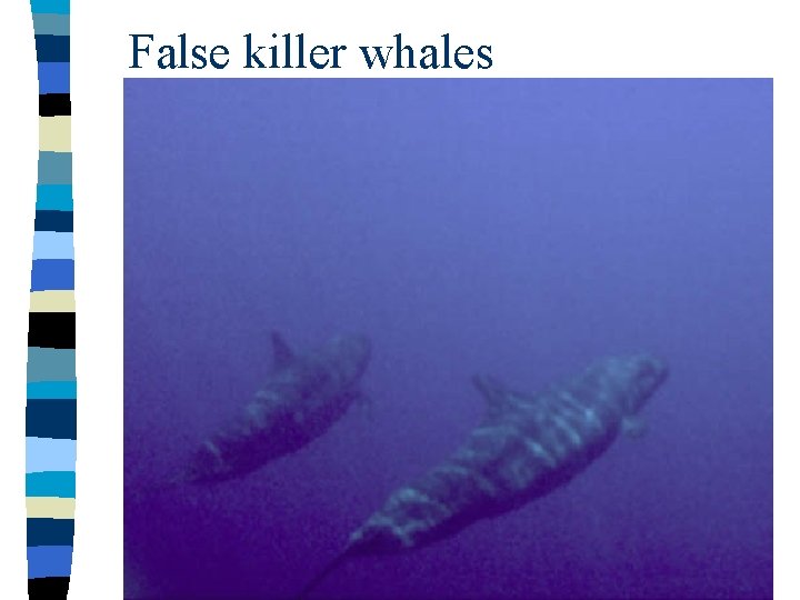 False killer whales 