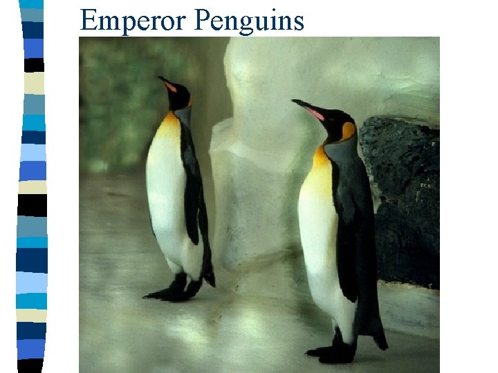 Emperor Penguins 