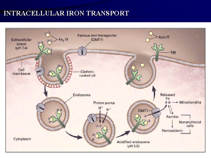 INTRACELLULAR IRON TRANSPORT 