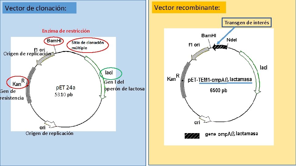 Vector recombinante: Vector de clonación: Transgen de interés Enzima de restricción Origen de replicación