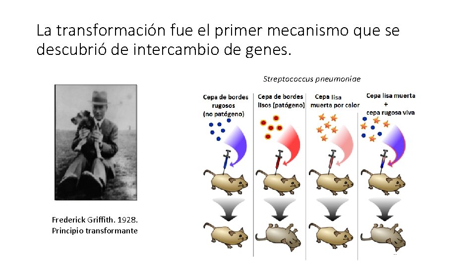 La transformación fue el primer mecanismo que se descubrió de intercambio de genes. Streptococcus