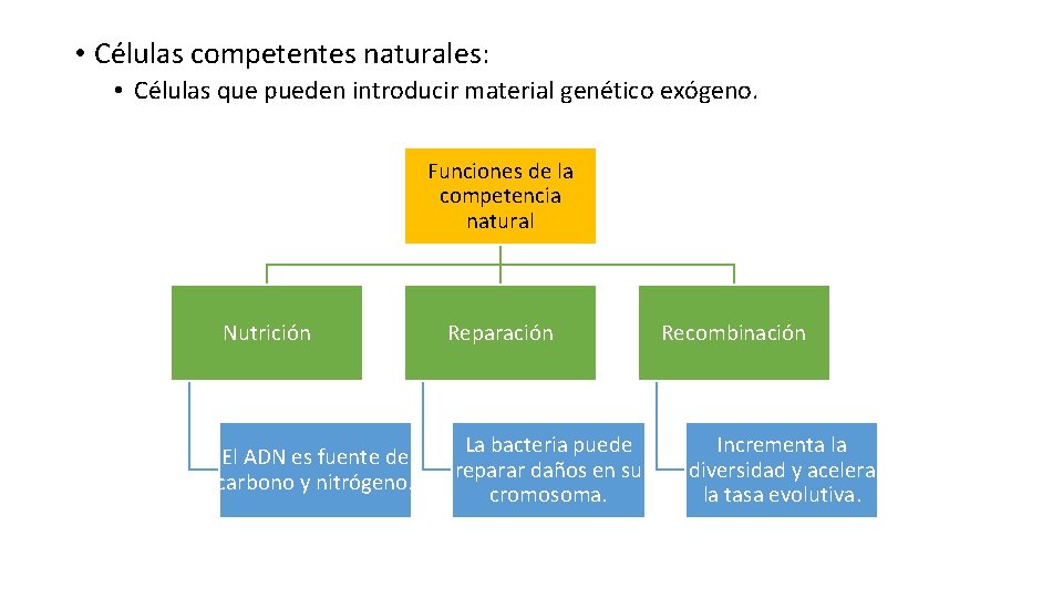  • Células competentes naturales: • Células que pueden introducir material genético exógeno. Funciones