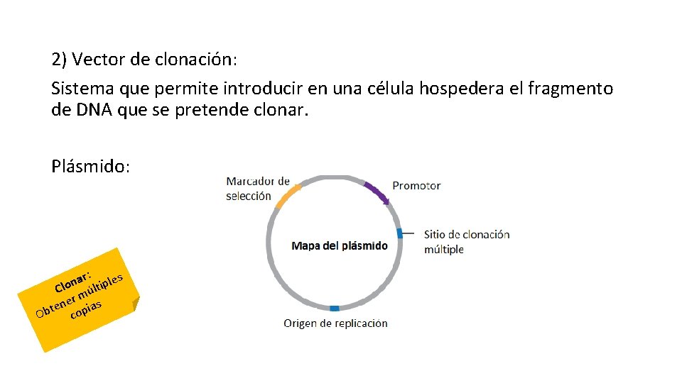 2) Vector de clonación: Sistema que permite introducir en una célula hospedera el fragmento
