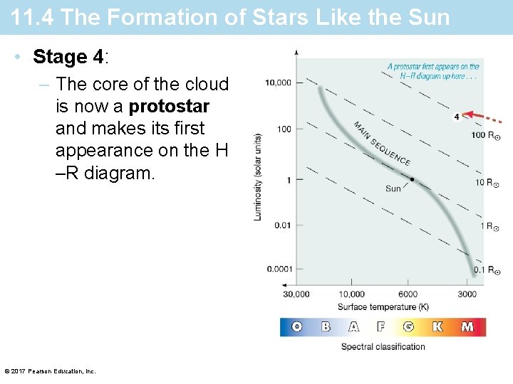 11. 4 The Formation of Stars Like the Sun • Stage 4: – The