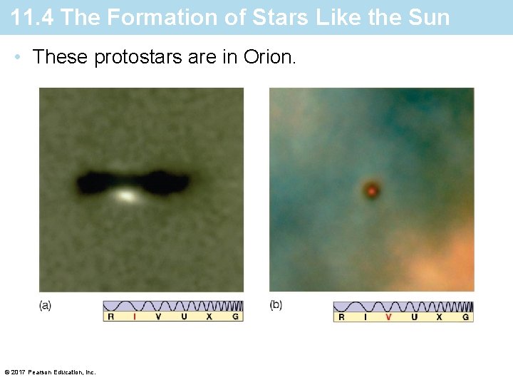 11. 4 The Formation of Stars Like the Sun • These protostars are in