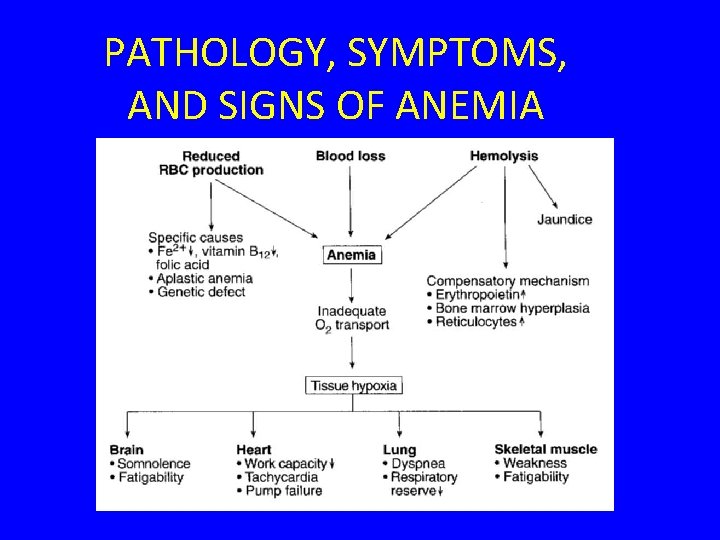 PATHOLOGY, SYMPTOMS, AND SIGNS OF ANEMIA 