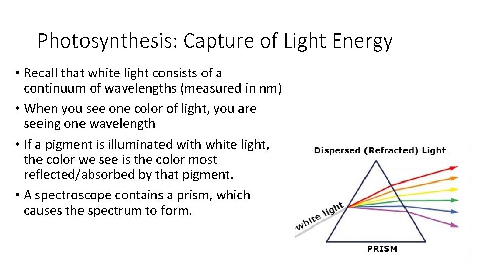 Photosynthesis: Capture of Light Energy • Recall that white light consists of a continuum