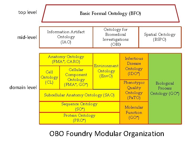 top level mid-level Basic Formal Ontology (BFO) Anatomy Ontology (FMA*, CARO) domain level Ontology