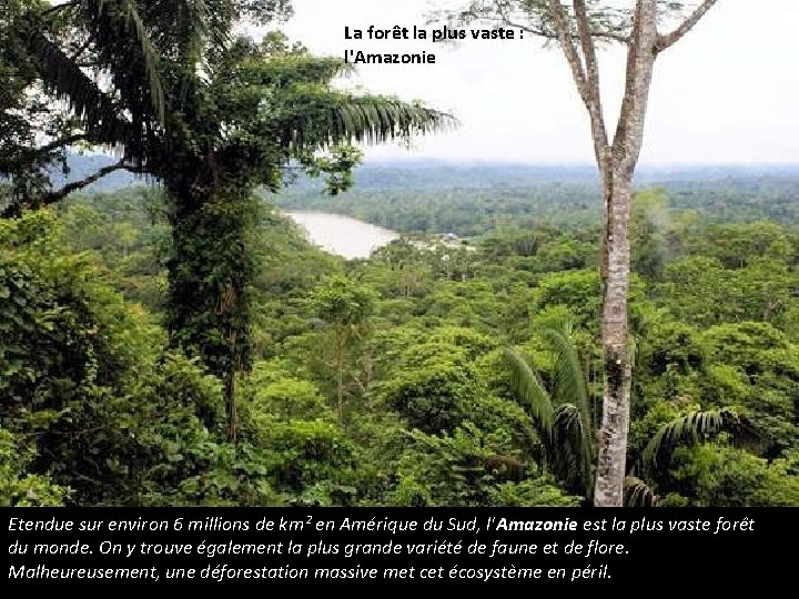 La forêt la plus vaste : l'Amazonie Etendue sur environ 6 millions de km²