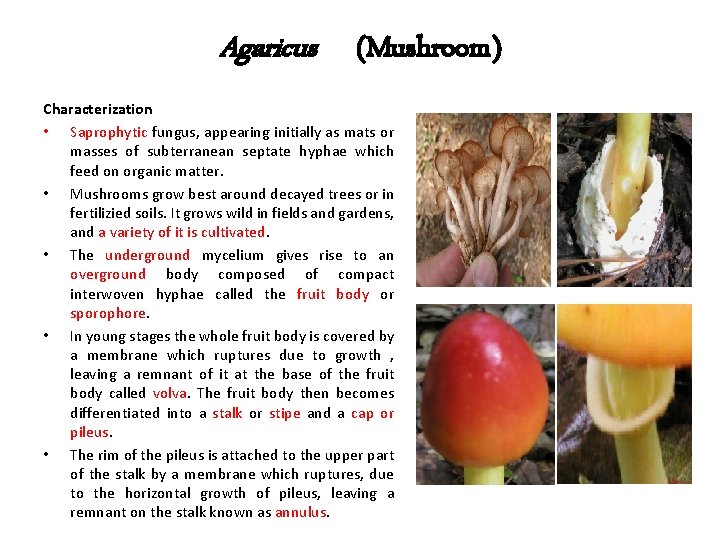Agaricus (Mushroom) Characterization • Saprophytic fungus, appearing initially as mats or masses of subterranean