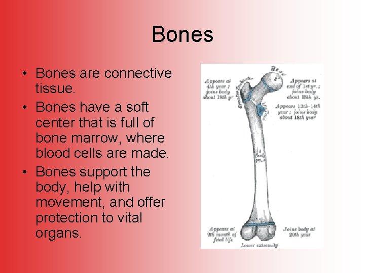 Bones • Bones are connective tissue. • Bones have a soft center that is