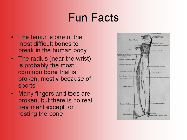 Fun Facts • The femur is one of the most difficult bones to break
