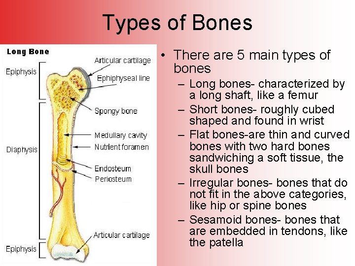 Types of Bones • There are 5 main types of bones – Long bones-