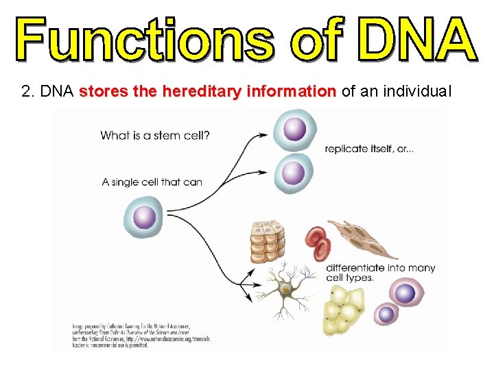 2. DNA stores the hereditary information of an individual 