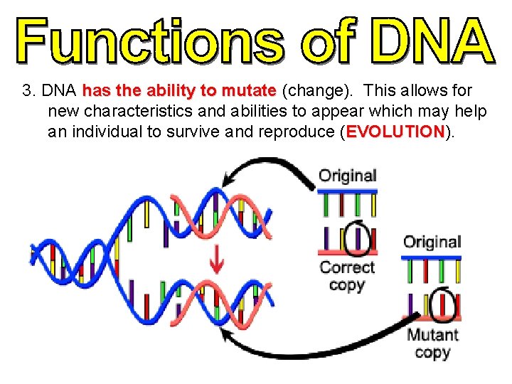 3. DNA has the ability to mutate (change). This allows for new characteristics and