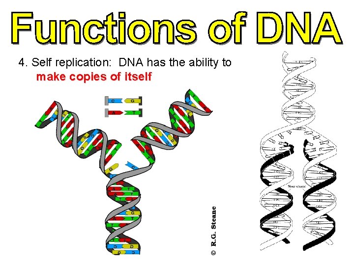 4. Self replication: DNA has the ability to make copies of itself 