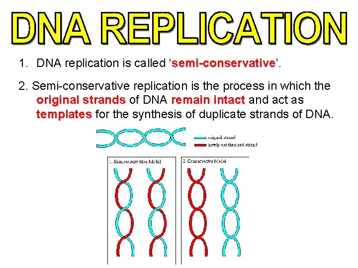 1. DNA replication is called ‘semi-conservative’. semi-conservative 2. Semi-conservative replication is the process in