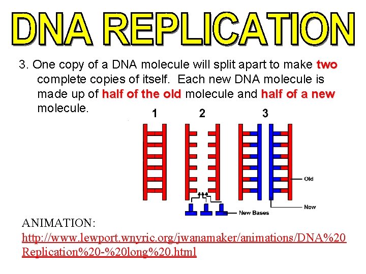 3. One copy of a DNA molecule will split apart to make two complete