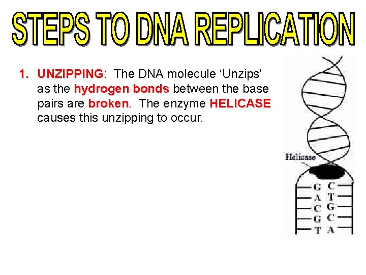 1. UNZIPPING: UNZIPPING The DNA molecule ‘Unzips’ as the hydrogen bonds between the base