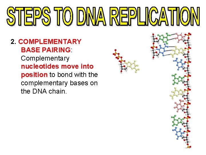 2. COMPLEMENTARY BASE PAIRING: PAIRING Complementary nucleotides move into position to bond with the