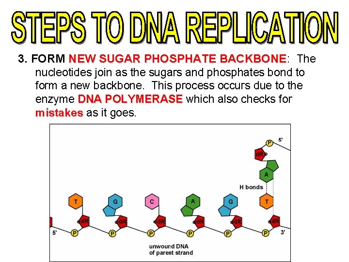 3. FORM NEW SUGAR PHOSPHATE BACKBONE: BACKBONE The nucleotides join as the sugars and