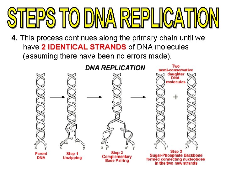 4. This process continues along the primary chain until we have 2 IDENTICAL STRANDS