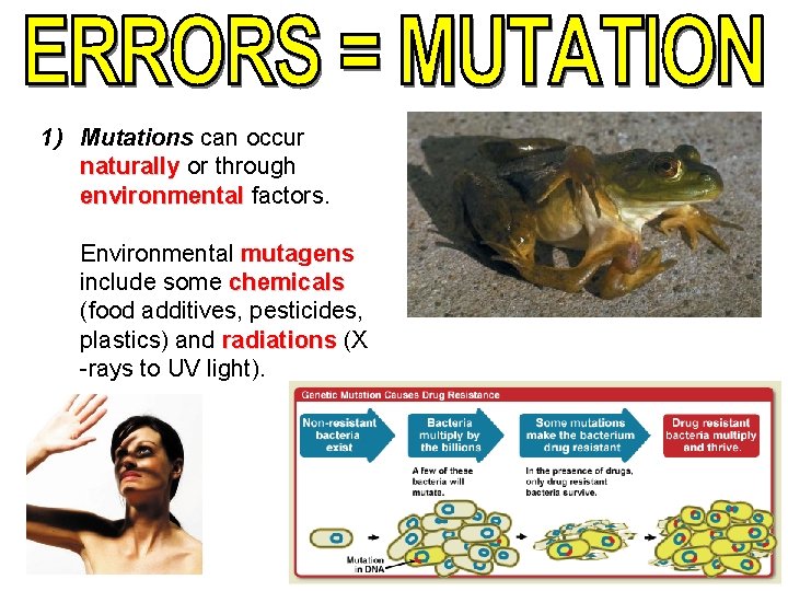 1) Mutations can occur naturally or through environmental factors. Environmental mutagens include some chemicals