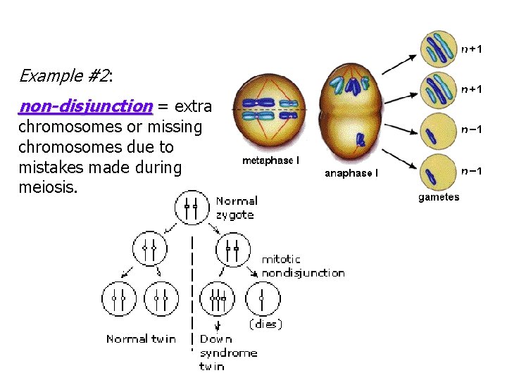Example #2: non-disjunction = extra chromosomes or missing chromosomes due to mistakes made during