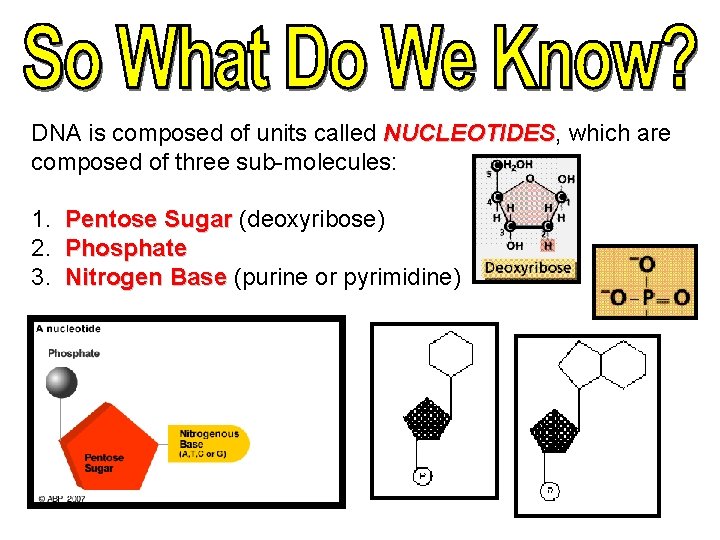 DNA is composed of units called NUCLEOTIDES, NUCLEOTIDES which are composed of three sub-molecules: