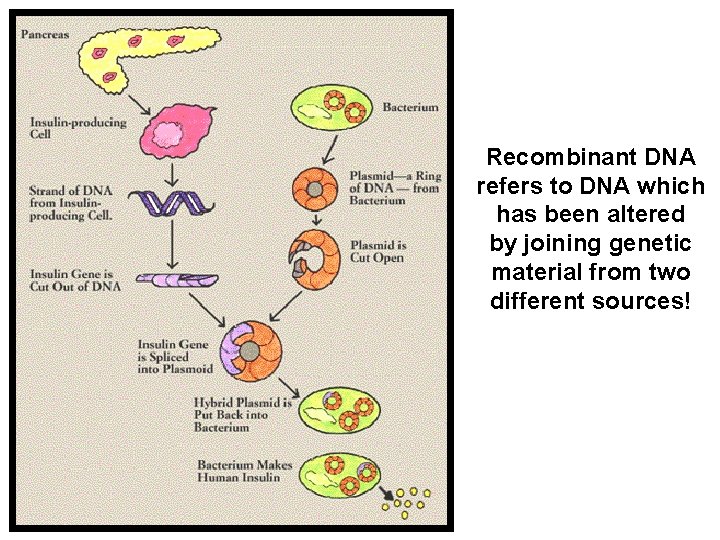 Recombinant DNA refers to DNA which has been altered by joining genetic material from