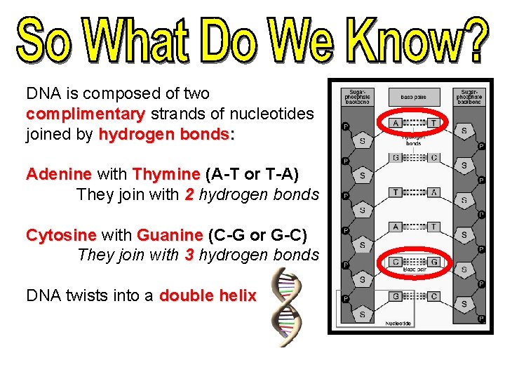 DNA is composed of two complimentary strands of nucleotides joined by hydrogen bonds: Adenine
