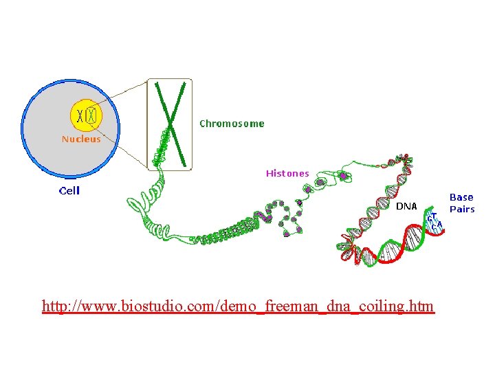 http: //www. biostudio. com/demo_freeman_dna_coiling. htm 
