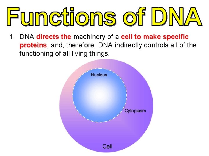 1. DNA directs the machinery of a cell to make specific proteins, proteins and,