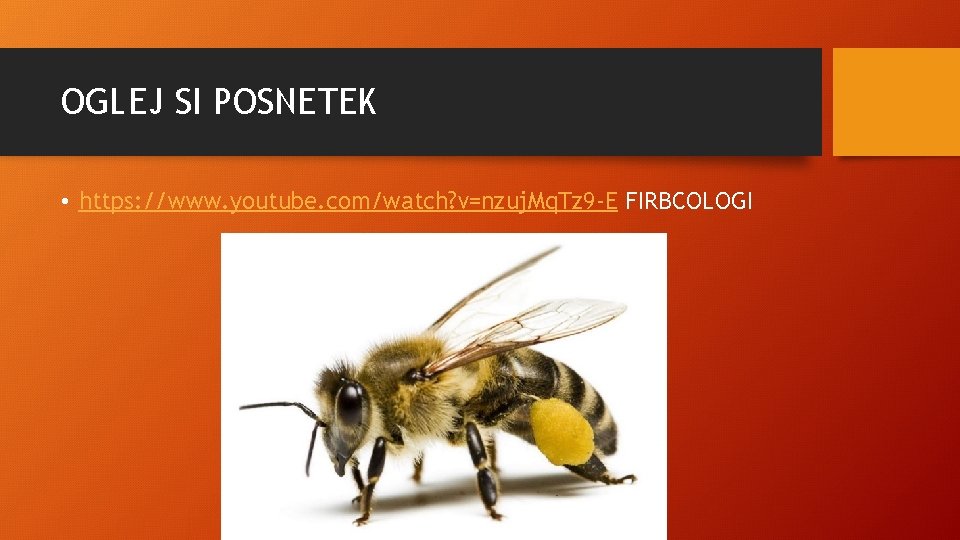 OGLEJ SI POSNETEK • https: //www. youtube. com/watch? v=nzuj. Mq. Tz 9 -E FIRBCOLOGI OGLEJ SI POSNETEK • https: //www. youtube. com/watch? v=nzuj. Mq. Tz 9 -E FIRBCOLOGI
