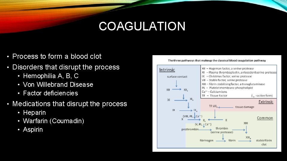 COAGULATION • Process to form a blood clot • Disorders that disrupt the process