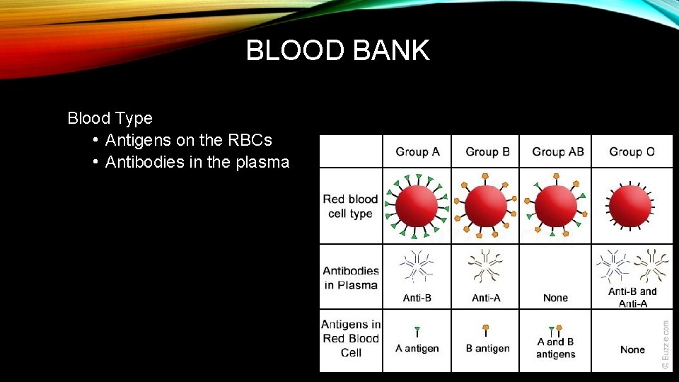 BLOOD BANK Blood Type • Antigens on the RBCs • Antibodies in the plasma