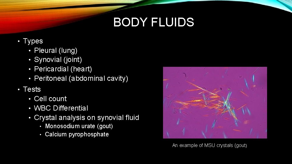 BODY FLUIDS • Types Pleural (lung) • Synovial (joint) • Pericardial (heart) • Peritoneal