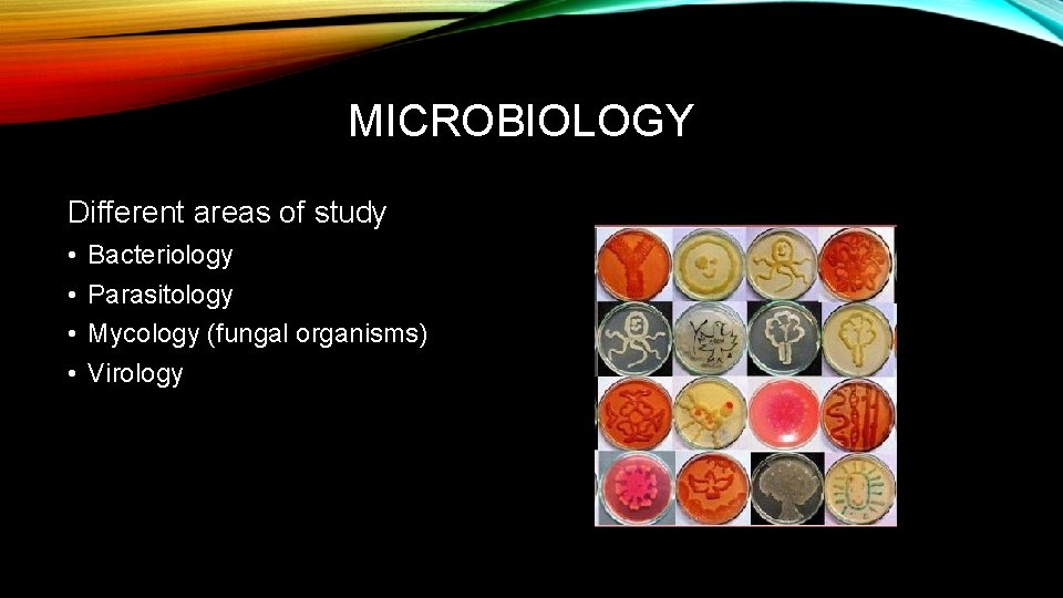 MICROBIOLOGY Different areas of study • • Bacteriology Parasitology Mycology (fungal organisms) Virology 