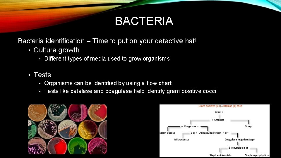 BACTERIA Bacteria identification – Time to put on your detective hat! • Culture growth