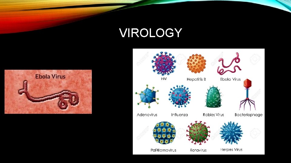 VIROLOGY 