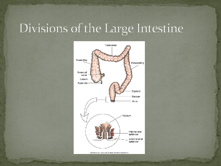 Divisions of the Large Intestine 