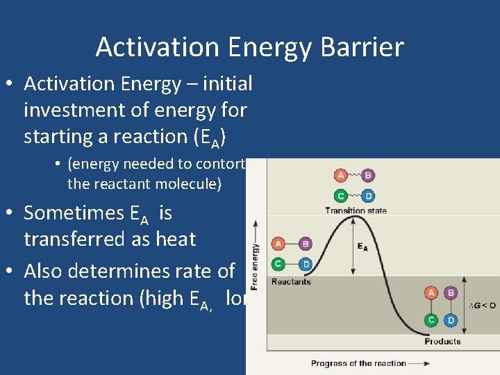 Activation Energy Barrier • Activation Energy – initial investment of energy for starting a