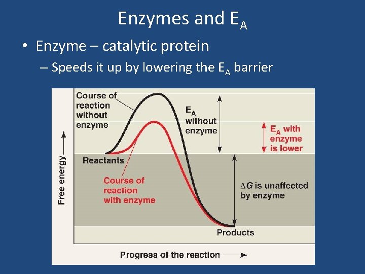 Enzymes and EA • Enzyme – catalytic protein – Speeds it up by lowering