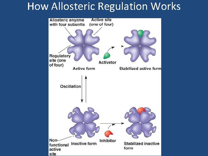 How Allosteric Regulation Works 